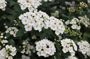  Spiraea kantoniensis (