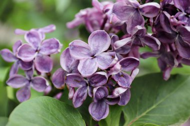 Bahçedeki güzel leylak çiçekleri