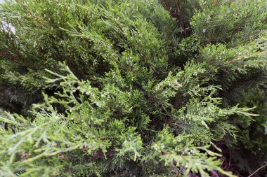 Gündüzleri bahçede yetişen yeşil bitkilere yakın.