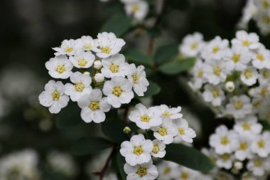  Spiraea kantoniensis (