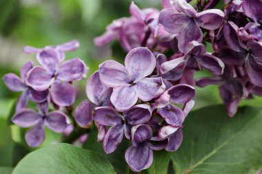 Bahçedeki bir ağacın mor çiçekleri