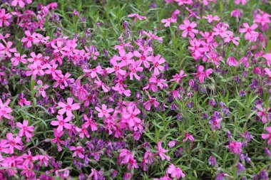 Bahçedeki güzel pembe çiçekler