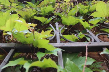 Bahçede yeşil yapraklar