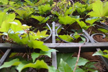 Yeşil yaprakların manzarasını kapat