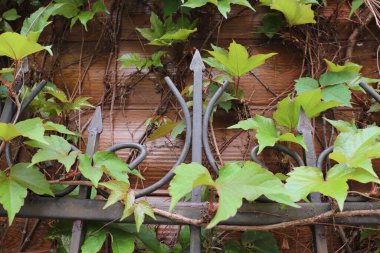 Bahçede yeşil yapraklar