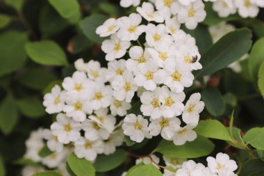  Spiraea kantoniensis (