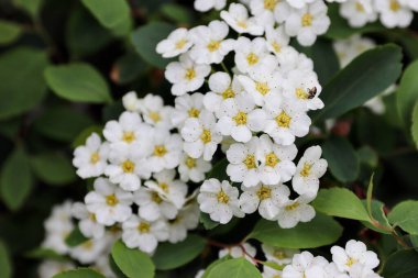  Spiraea kantoniensis (