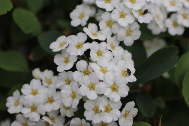  Spiraea kantoniensis (