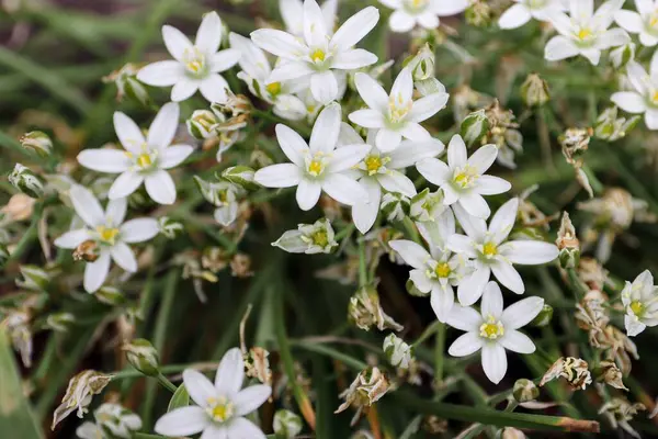 Bahçedeki güzel çiçekler