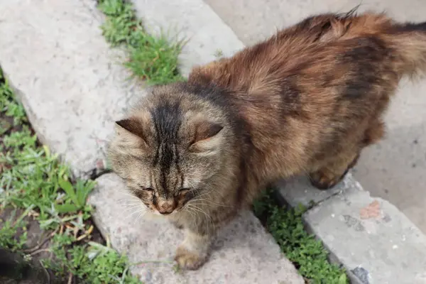 açık hava kedisi, hayvan, kedi, kahverengi kedi, tüylü, uzun saçlı, kedi ailesi, hayvan hayatı, kedi yavrusu, gözler, evcil hayvanlar, doğa, kedi, hayvanlar, kediler, kediler