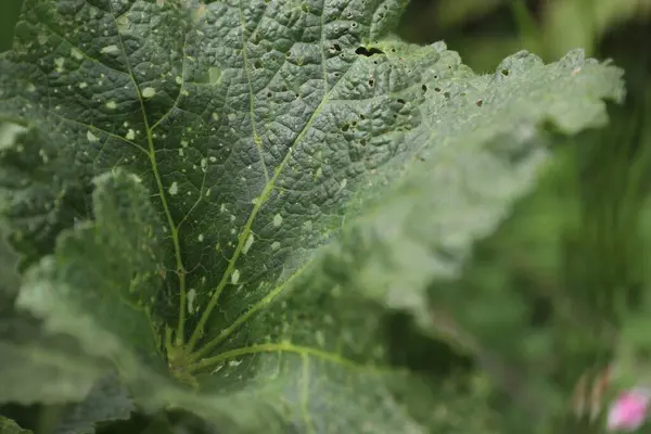 Çiy damlalı yeşil yaprak