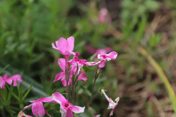 Bahçedeki güzel çiçekler