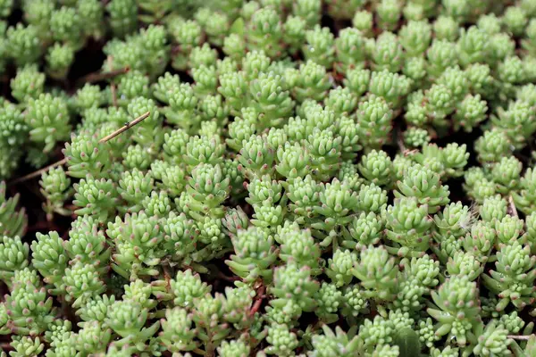 Bahçedeki yeşil yosunları kapatın.