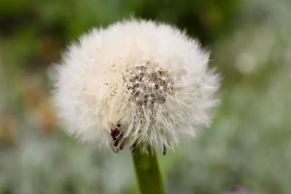 Beyaz bir çiçeğe yaklaş