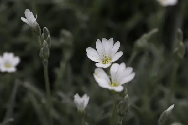 Bahçede beyaz çiçekler