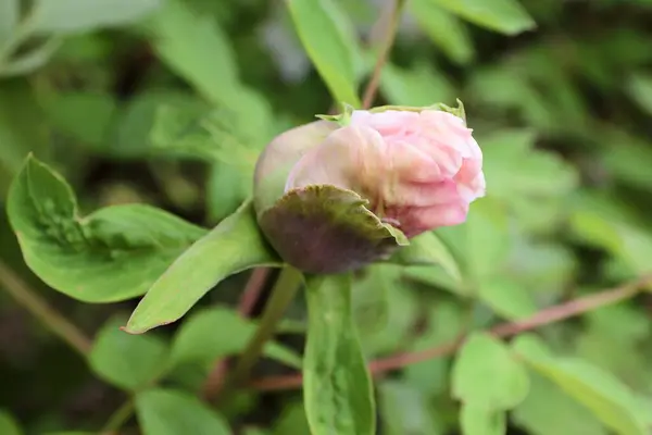  Peeonia rockii, ya da Rock 'ın şakayığı, Joseph Rock' tan sonra isimlendirilen bir şakayık türü. Genel olarak ağaç şakayığı olarak adlandırılan ve Gansu Dağları 'na özgü birkaç türden biridir.