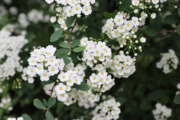  Spiraea kantoniensis (
