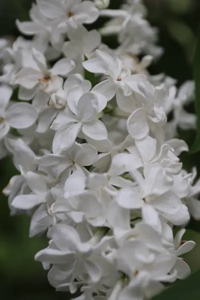 Bahçede çiçek açan beyaz ortanca çiçekleri. Güzel çiçekler. yüksek kaliteli fotoğraf