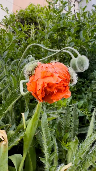 Kırmızı gelincik çiçekleri, gelincikler, haşhaş tomurcukları, gelincikler Birinci Dünya Savaşı kurbanlarının ve daha sonra tüm askeri ve sivil çatışmaların kurbanlarının bir sembolüdür.. 