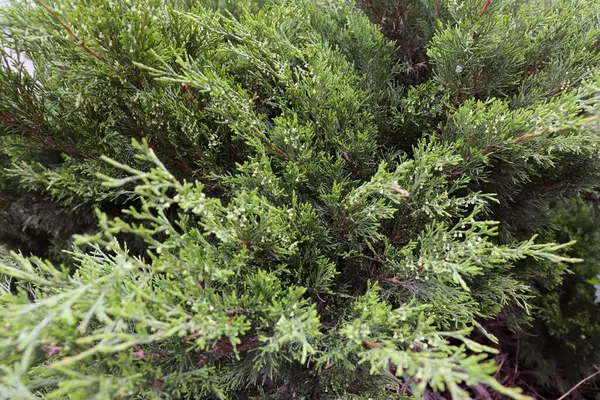 Gündüzleri bahçede yetişen yeşil bitkilere yakın.