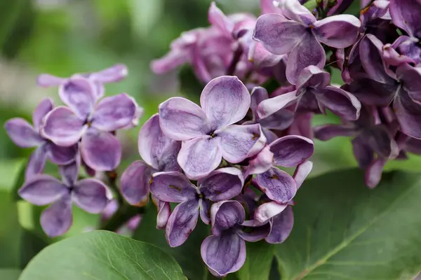 Bahçedeki bir ağacın mor çiçekleri