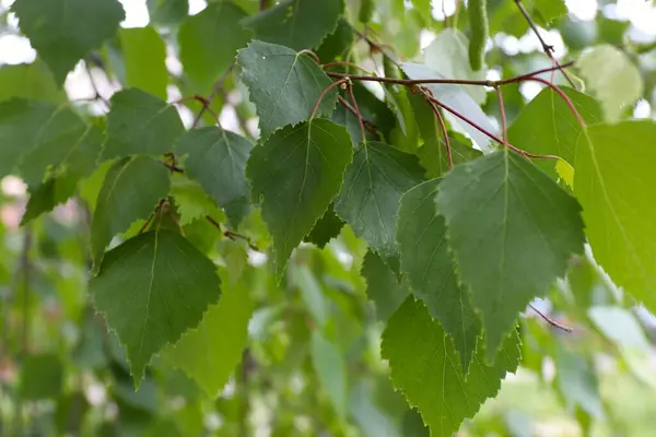Ormanda huş ağacı yaprakları