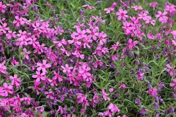 Bahçedeki güzel çiçekler