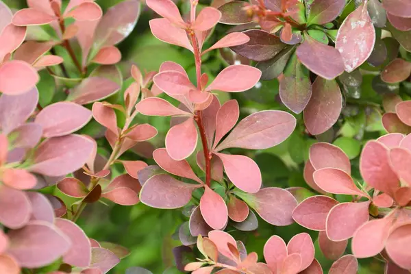 Güzel botanik fotoğrafı, doğal duvar kağıdı.