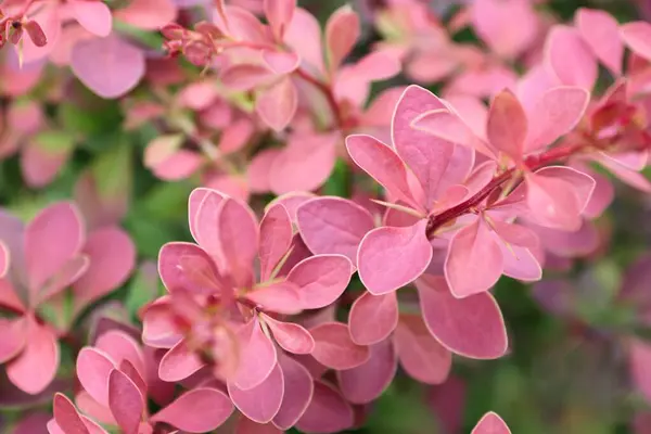 Bahçedeki güzel çiçekler
