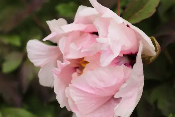  Peeonia rockii, ya da Rock 'ın şakayığı, Joseph Rock' tan sonra isimlendirilen bir şakayık türü. Genel olarak ağaç şakayığı olarak adlandırılan ve Gansu Dağları 'na özgü birkaç türden biridir.
