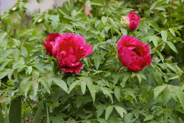  Peeonia rockii, ya da Rock 'ın şakayığı, Joseph Rock' tan sonra isimlendirilen bir şakayık türü. Genel olarak ağaç şakayığı olarak adlandırılan ve Gansu Dağları 'na özgü birkaç türden biridir.