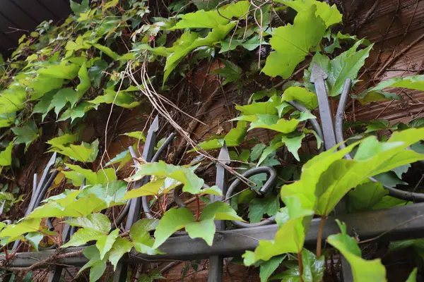 Bahçede yeşil yapraklar