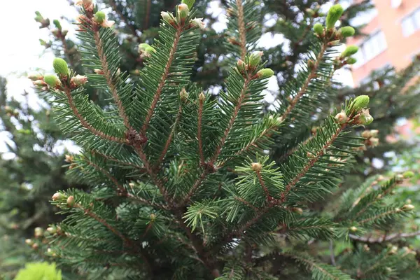 Beyaz arka planda iğne ve koni bulunan çam dalı