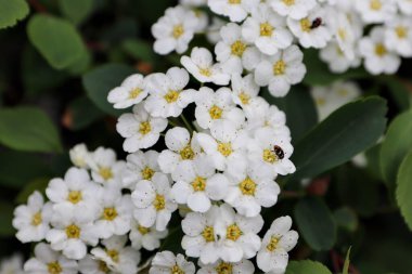 Spiraea kantoniensis (