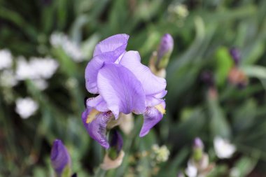 Bahçedeki mor iris çiçeğine yaklaş.