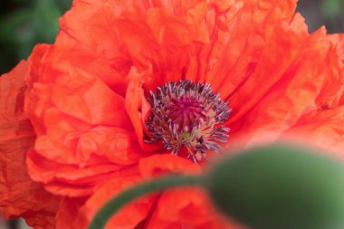 Kırmızı gelincik çiçekleri, gelincikler, haşhaş tomurcukları, gelincikler Birinci Dünya Savaşı kurbanlarının ve daha sonra tüm askeri ve sivil çatışmaların kurbanlarının bir sembolüdür.. 