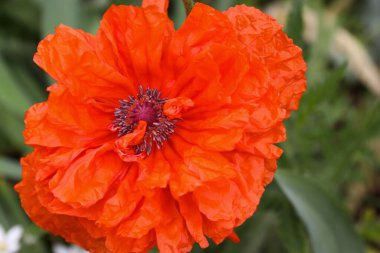 Kırmızı gelincik çiçekleri, gelincikler, haşhaş tomurcukları, gelincikler Birinci Dünya Savaşı kurbanlarının ve daha sonra tüm askeri ve sivil çatışmaların kurbanlarının bir sembolüdür.. 