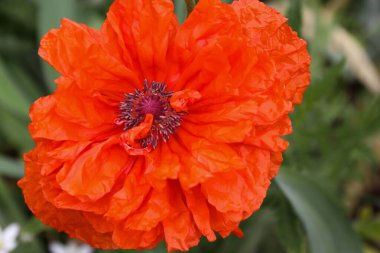 Kırmızı gelincik çiçekleri, gelincikler, haşhaş tomurcukları, gelincikler Birinci Dünya Savaşı kurbanlarının ve daha sonra tüm askeri ve sivil çatışmaların kurbanlarının bir sembolüdür.. 