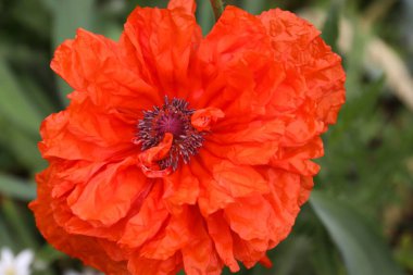 Kırmızı gelincik çiçekleri, gelincikler, haşhaş tomurcukları, gelincikler Birinci Dünya Savaşı kurbanlarının ve daha sonra tüm askeri ve sivil çatışmaların kurbanlarının bir sembolüdür.. 