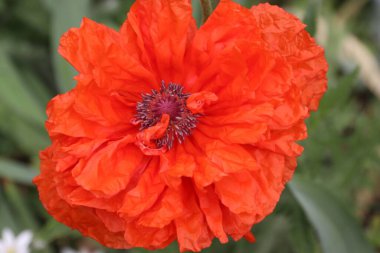 Kırmızı gelincik çiçekleri, gelincikler, haşhaş tomurcukları, gelincikler Birinci Dünya Savaşı kurbanlarının ve daha sonra tüm askeri ve sivil çatışmaların kurbanlarının bir sembolüdür.. 