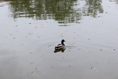 Göldeki ördek, ördek, vahşi ördek, yüzen kuş, kuş,