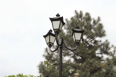 Sokak lambaları, arka planda çam ağaçları ve gri gökyüzü