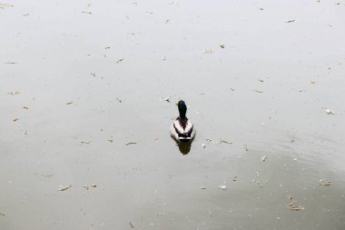 Göldeki ördek, ördek, vahşi ördek, yüzen kuş, kuş,