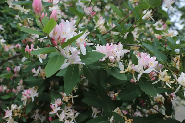 Lonicera maackii (Amur hanımeli), Caprifoliaceae familyasından bir hanımeli türüdür.