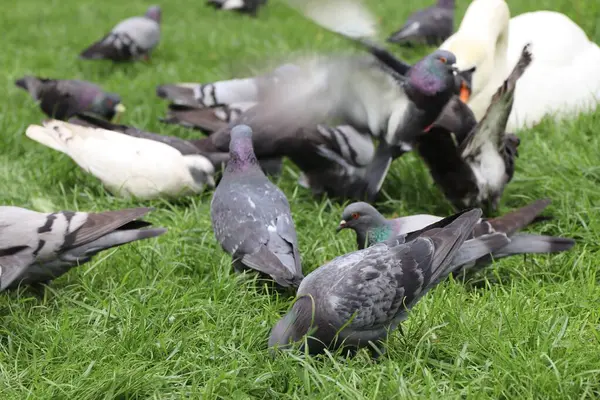 Yere serilmiş güvercin