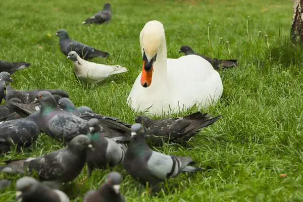 Beyaz kuğu, kargalar, yeşil çimenler, kuşlar