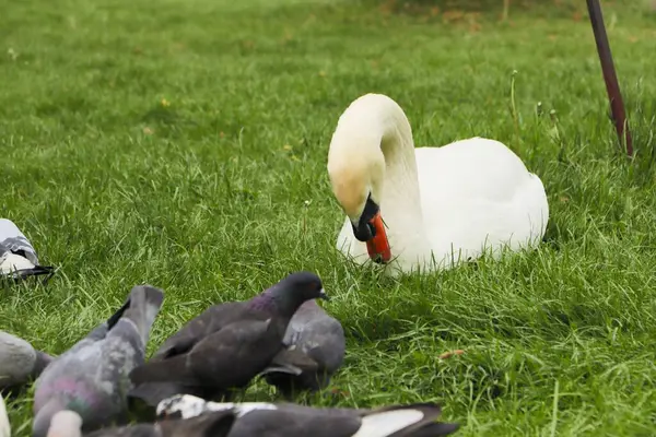 Beyaz kuğu, kargalar, yeşil çimenler, kuşlar