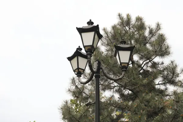 Sokak lambaları, arka planda çam ağaçları ve gri gökyüzü