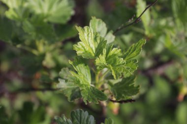 Yeşil yaprakları kapat
