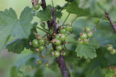 Üzüm dalını kapat.